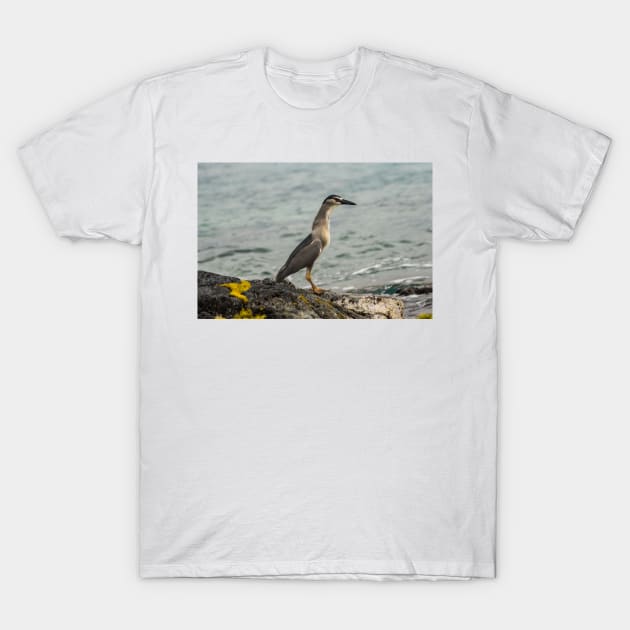 Black-crowned night heron of hawaii 8 T-Shirt by KensLensDesigns